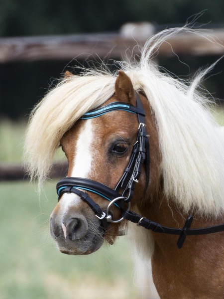 Busse Trense Little