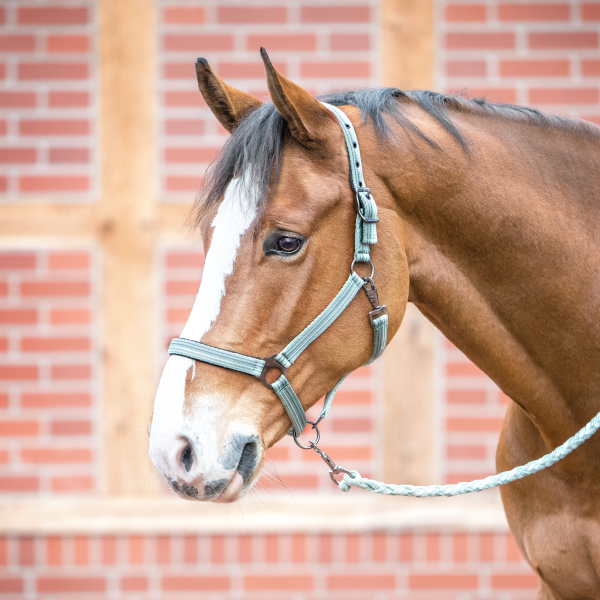 Busse Halfter Smooth Soft