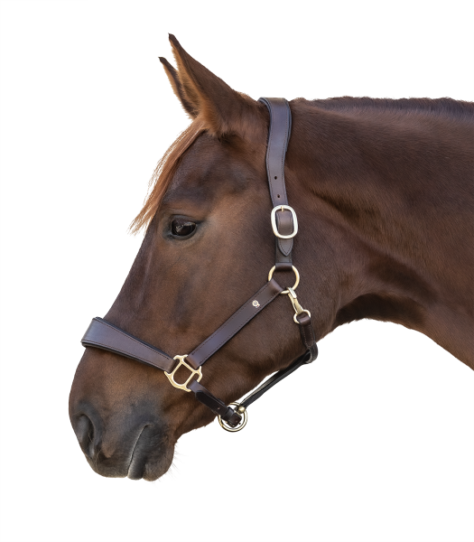 Waldhausen Lederhalfter Anatomic