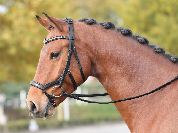 Busse Trense Feeling