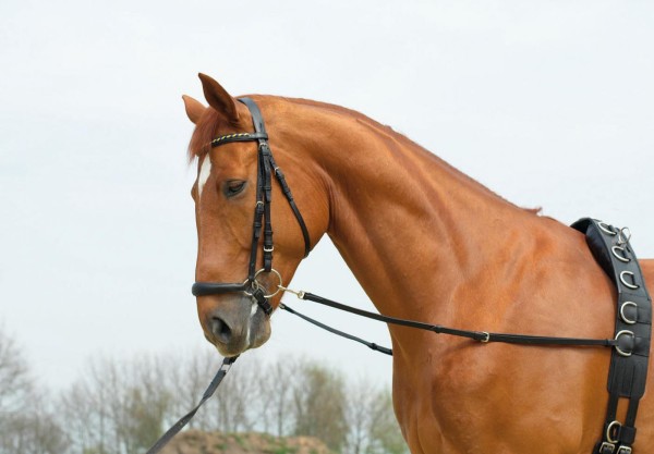 Busse Ausbindezügel Basic-Starr