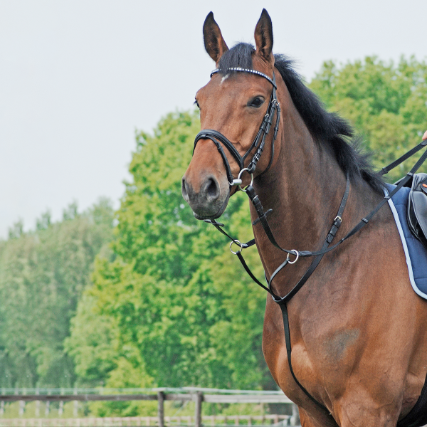 Busse Martingal Basic