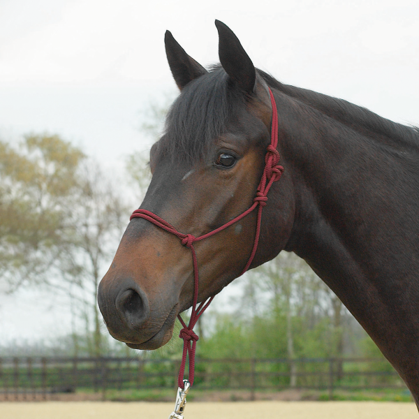 Busse Knotenhalfter Standard