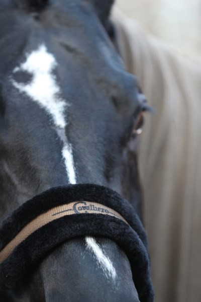 Covall. Halfter H/W2021